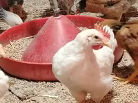 Chickens — ፎቶ 3