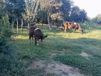 Vacă, Simmental cattle — foto 7