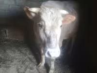 Lembu jantan, Cattle — foto 4