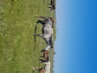 Էգ ձի, Kazakh horse — լուսանկար 1