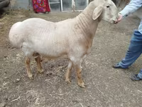 Montone, Arashan sheep — foto 6