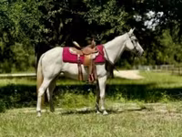 Էգ ձի, Quarter Horse — լուսանկար 1