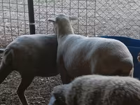 Får, Merino sheep — foto 5
