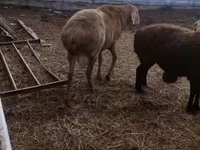 Ram, Arashan sheep — photo 2