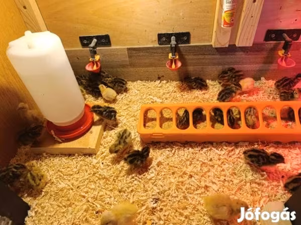Quails