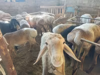 Berbec, Hissar sheep — foto 4