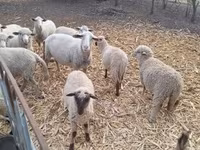 숫양, 양 — 사진 5