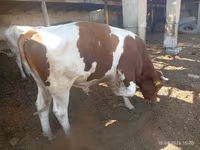 ወንድ በሬ, Simmental cattle — ፎቶ 2