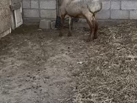 قوچ, Rhon sheep — عکس 2