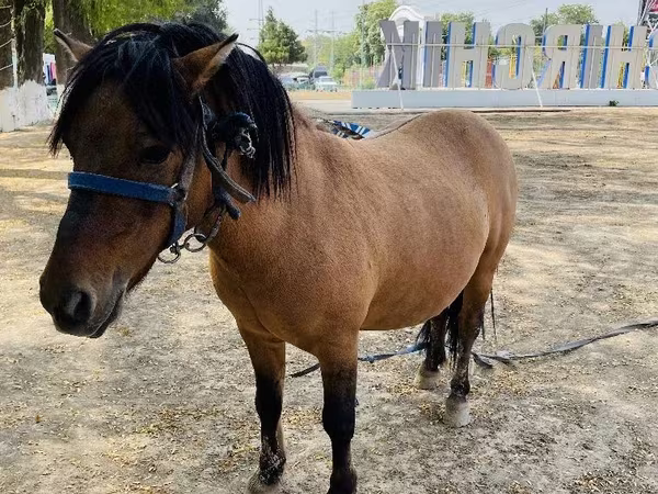 اسب (گروه، جنسیت مشخص نشده), Australian Pony