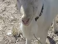 Cabro, Saanen goat — foto 2