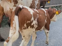 Kuh, Simmental cattle — Foto 4