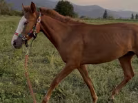 Kůň, Tiger horse — foto 2