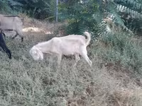 Ged, Nubian Goat — foto 3