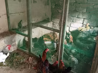 Bantam japonez — foto 1