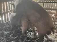 Babi betina, Дюрок — foto 3