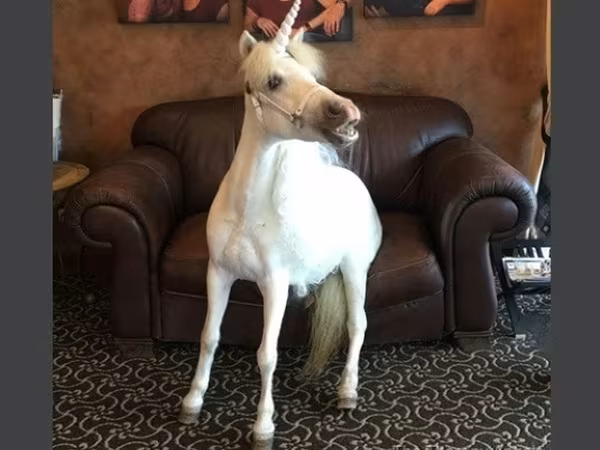 암말, Miniature horse