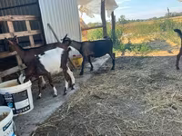 Goat, Goats — photo 3