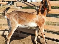 बकरी, Nubian Goat — फ़ोटो 5