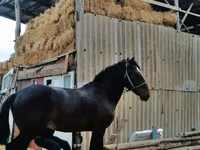 اسب نر, اسب — عکس 2