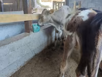 Vacă, Bovine — foto 3