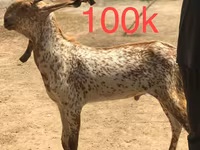 Այծեր (խումբ, սեռը նշված չէ), Najdi goat — լուսանկար 2
