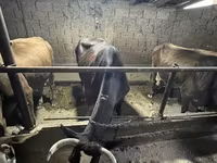 Lembu betina, Cattle — foto 4