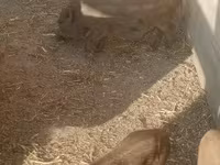 ሴት አሣማ — ፎቶ 2