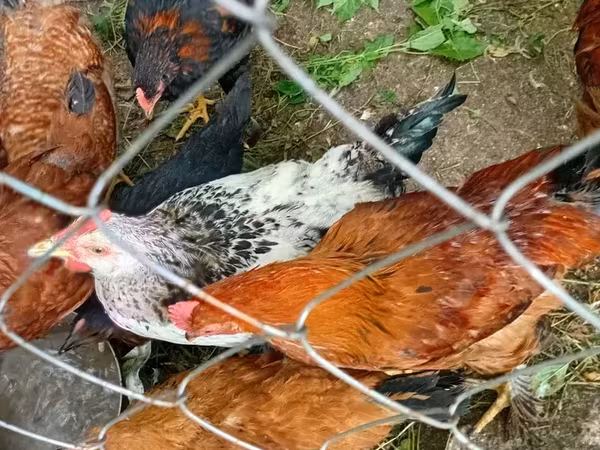 Chickens — Armenia