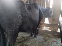 Vacă, Simmental cattle — foto 3