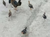 Chickens — ፎቶ 3