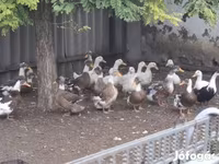 тоҷдор — акс 3