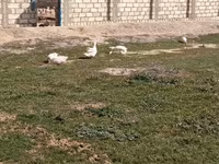 Geese — 사진 3