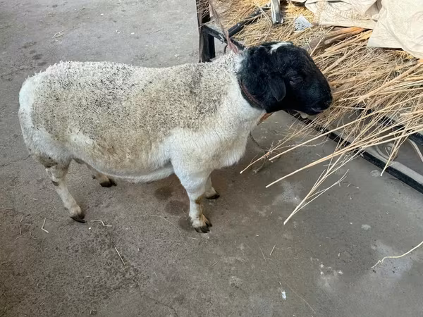 숫양, Dorper sheep