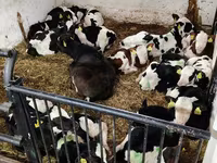 Goveda (partija, pol nije naveden), Russian Black pied cattle — fotografija 2