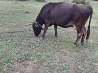 İnek, Sığır — foto 7