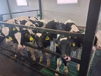 Býk, Russian Black pied cattle — foto 3