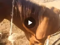 Cavallo, Cavalli — foto 2