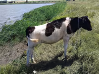 Tyre, Russian Black pied cattle — foto 2
