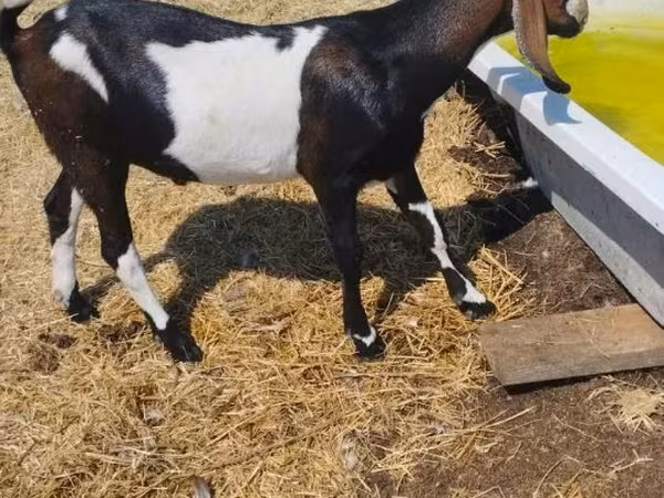 Kozel, Nubian Goat