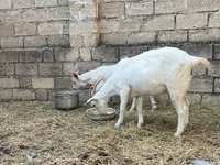 Ged, Saanen goat — foto 3