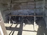 Guinea fowl — zdjęcie 2