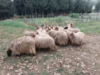 Πρόβατα (παρτίδα, φύλο μη καθορισμένο), Racka sheep — φωτογραφία 4