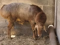 قوچ, Tian-Shan semifinewool sheep — عکس 5