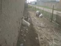 Koza, Alpine goat — foto 4