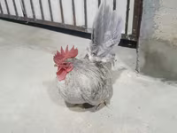 Chickens — รูปภาพ 6