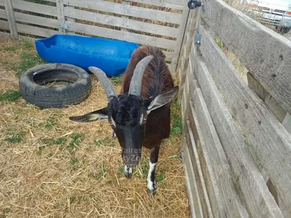 Այծեր (խումբ, սեռը նշված չէ), Poitou goats
