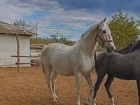 Klisna, Lipizzaner — foto 2