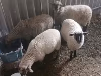 Biri-biri betina, Sheep — foto 1