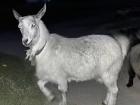 بز نر, بز — عکس 4